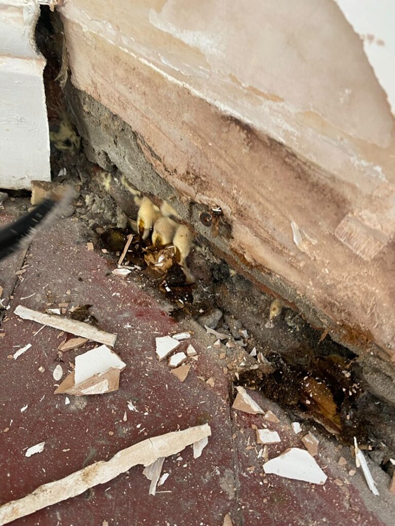 Mushrooms growing under the flooring with dust and rubble