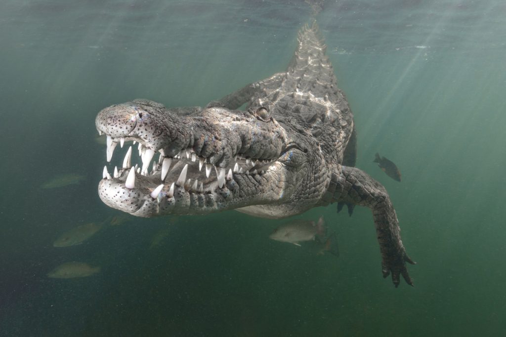 A smiling American Crocodile
