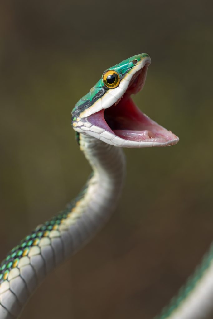 A smiling Mexican Parrot Snake