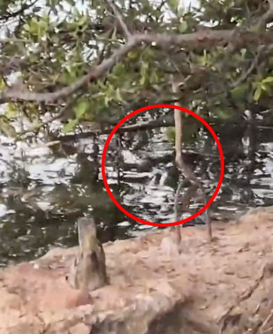 The man filmed snorkelling in a crocodile-infested lagoon just a few feet from a crocodile.