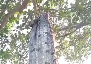 A video grab of a deep-sea oarfish being caught just before an earthquake hit.