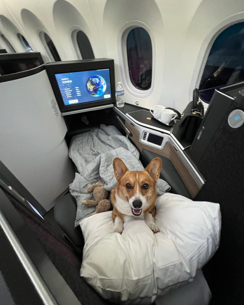 Winston, the jet-setting dog on his travels. Travelling on a British Airways flight.