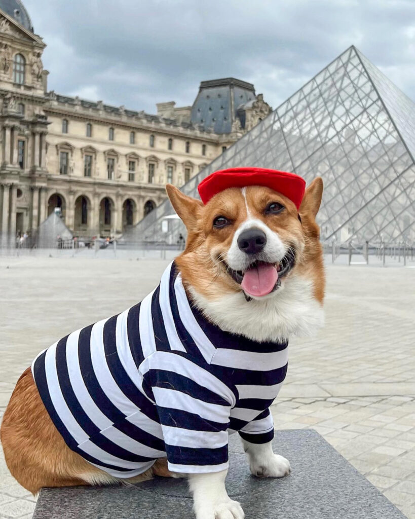 Winston, the jet-setting dog on his travels in Paris.