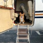 Winston, the jet-setting dog on his travels.