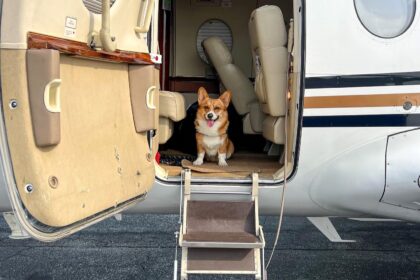 Winston, the jet-setting dog on his travels.