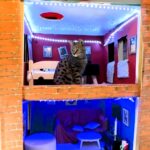 Video grab of Nicholas building his cat Nikko a cat house.