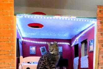 Video grab of Nicholas building his cat Nikko a cat house.