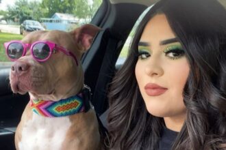 Marisol Rodriguez in her car with one of her pitbulls, going to see christmas light.