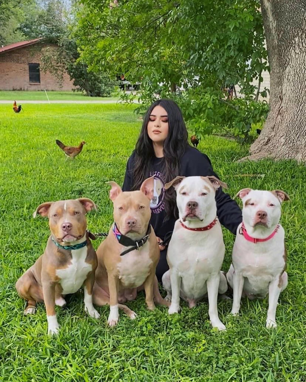 Marisol Rodriguez with pitbulls (left to right) Cobra, Nova, Cream and Luna.