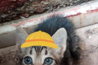 The stowaway kitten.