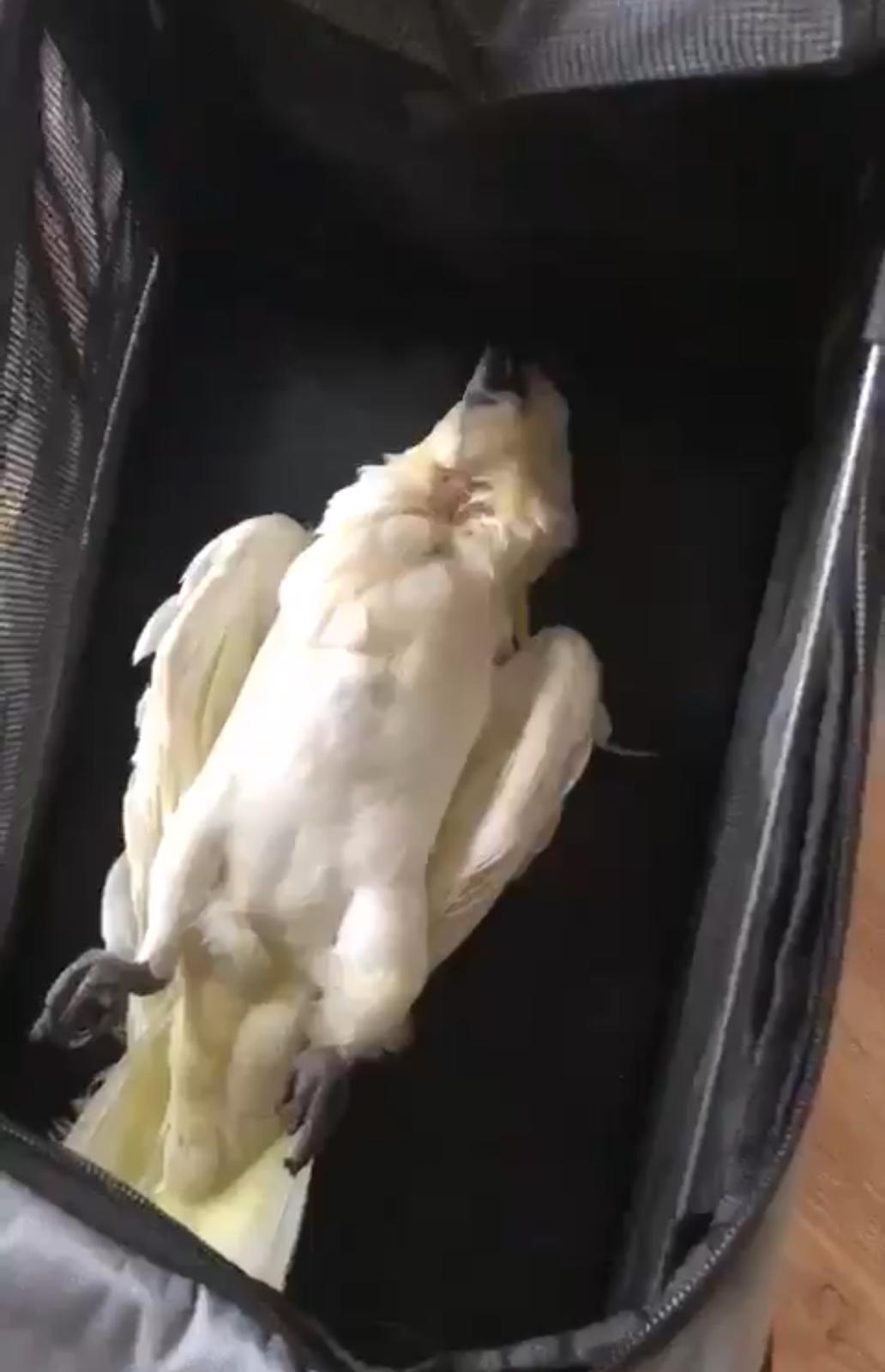 Frank the parrot died after falling ill.