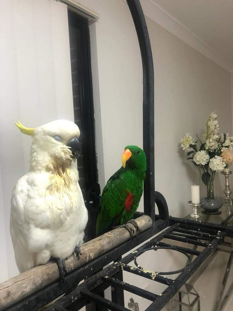Frank and Jack, Shaharazaad Gafoor and her nephew parrots.