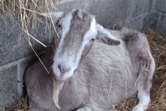 One of the missing goats.