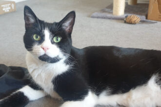 Paddington the adorable cat waiting to be adopted.