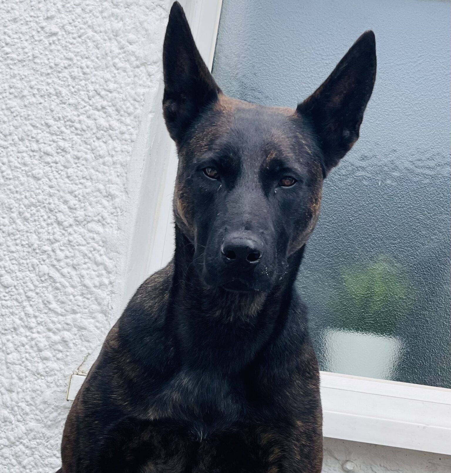Vixen the crime fighting dog goes viral on social media for his scarry looks and stare.