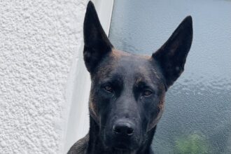 Vixen the crime fighting dog goes viral on social media for his scarry looks and stare.