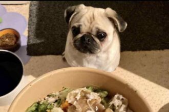 The dog Pedro who is being fed full roast dinner every Sunday.