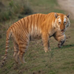 The Extremely rare GOLDEN TIGER in the Kaziranga National Park, India spotted by Wildlife expedition leader.