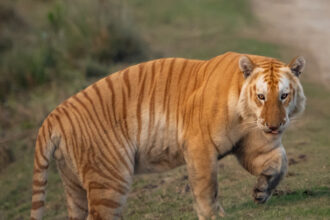 The Extremely rare GOLDEN TIGER in the Kaziranga National Park, India spotted by Wildlife expedition leader.
