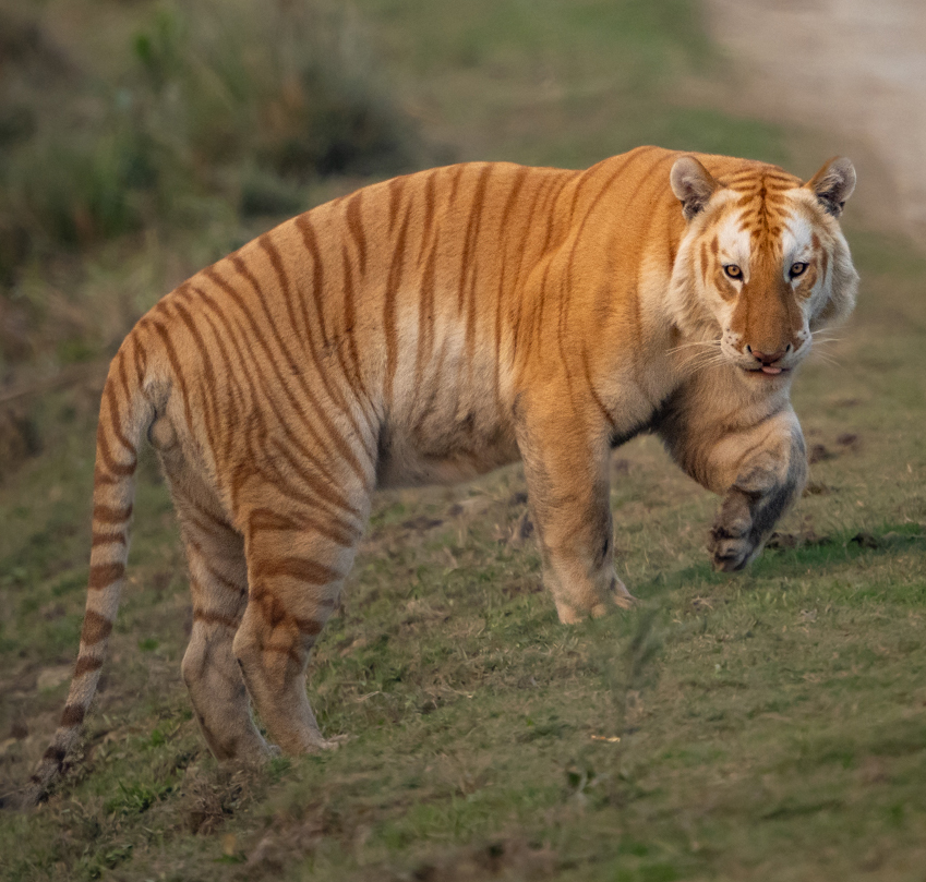 The Extremely rare GOLDEN TIGER in the Kaziranga National Park, India spotted by Wildlife expedition leader.
