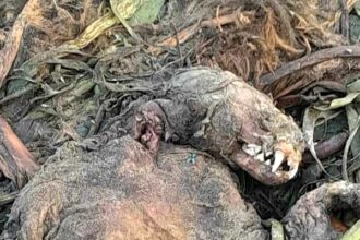 The scary fanged creature washed up on a beach found by a fisherman.