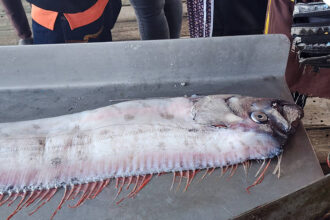 The oarfish caught bye fisherman no to cause earthquakes and tsunami after its appearance.