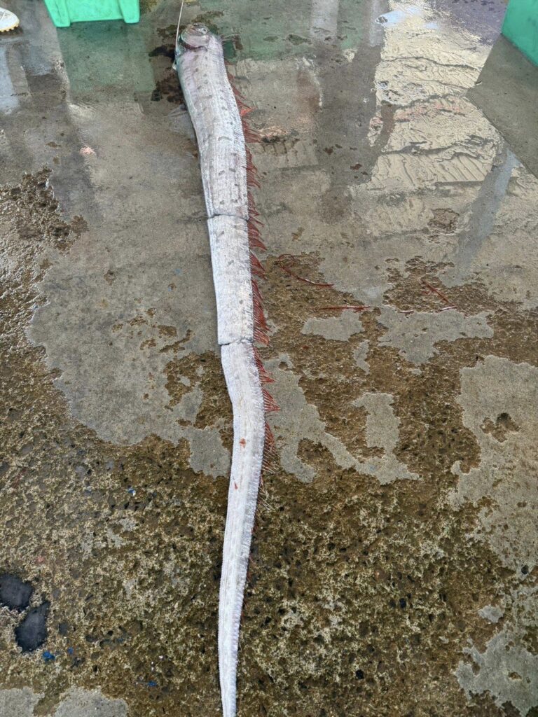 The oarfish caught bye fisherman no to cause earthquakes and tsunami after its appearance.