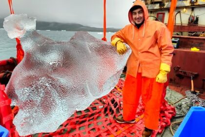 The ice blocks harvested by Arctic Ice to sent to posh Dubai bars from Greenland.