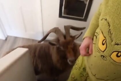 video goes viral after a goat breaks into couple’s home and attacks man while he’s still in his pyjamas.
