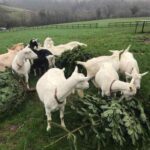 the farm goats feasting on the donated 200 Christmas trees.