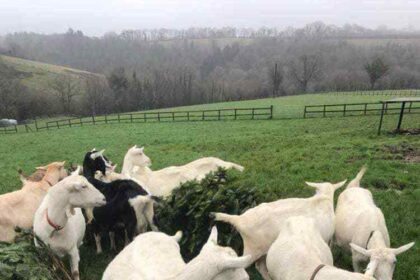 the farm goats feasting on the donated 200 Christmas trees.