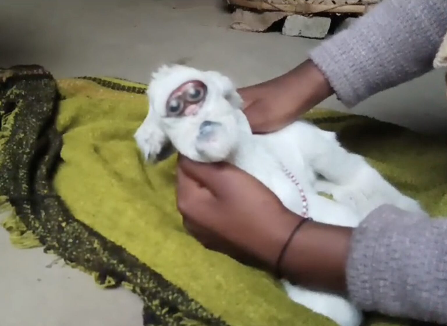 Video grab of the strange bizarre and looking goat born with a human face.