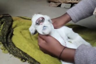 Video grab of the strange bizarre and looking goat born with a human face.