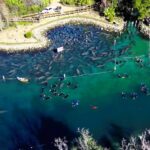 heartwarming video of the hundreds of manatees gathered at a freshwater spring to keep warm during the cold weather.