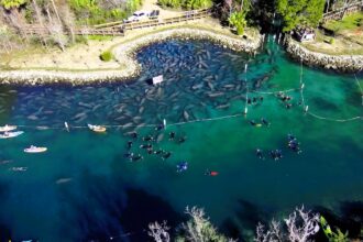 heartwarming video of the hundreds of manatees gathered at a freshwater spring to keep warm during the cold weather.