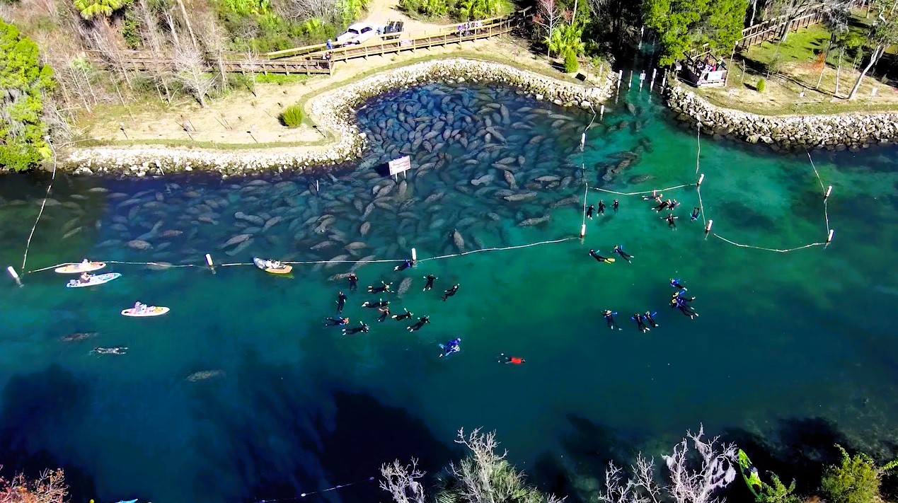 heartwarming video of the hundreds of manatees gathered at a freshwater spring to keep warm during the cold weather.