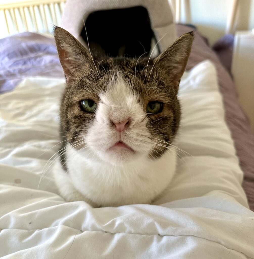 Monty the deaf cat Suffering from a chromosome abnormality.