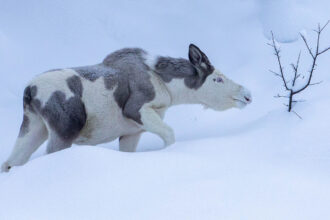 The extremely rare moose which was spotted by a man in his backyard' left the internet baffled.