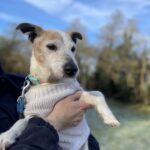 a heartbreaking pensioner pooch is struggling to find a new owner cuz of fogey ailments in Burton-on-Trent, Staffordshire.