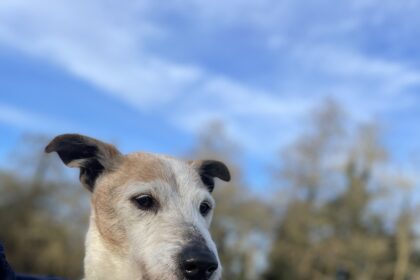a heartbreaking pensioner pooch is struggling to find a new owner cuz of fogey ailments in Burton-on-Trent, Staffordshire.