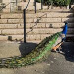 Henry Percy the Pet peacock who was killed in a hit-and-run outside the parish hall.