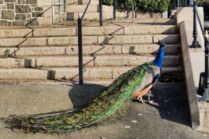 Henry Percy the Pet peacock who was killed in a hit-and-run outside the parish hall.