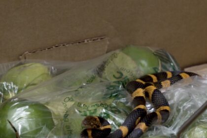 A video grab of a venomous snake being rescued after found in a tomato delivery from Mexico.