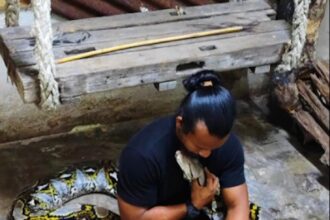 Video grab of Mohammad Redzuan Abdullah wrapping up the remains of his python Cik Kiah, in cling film and freezing it.