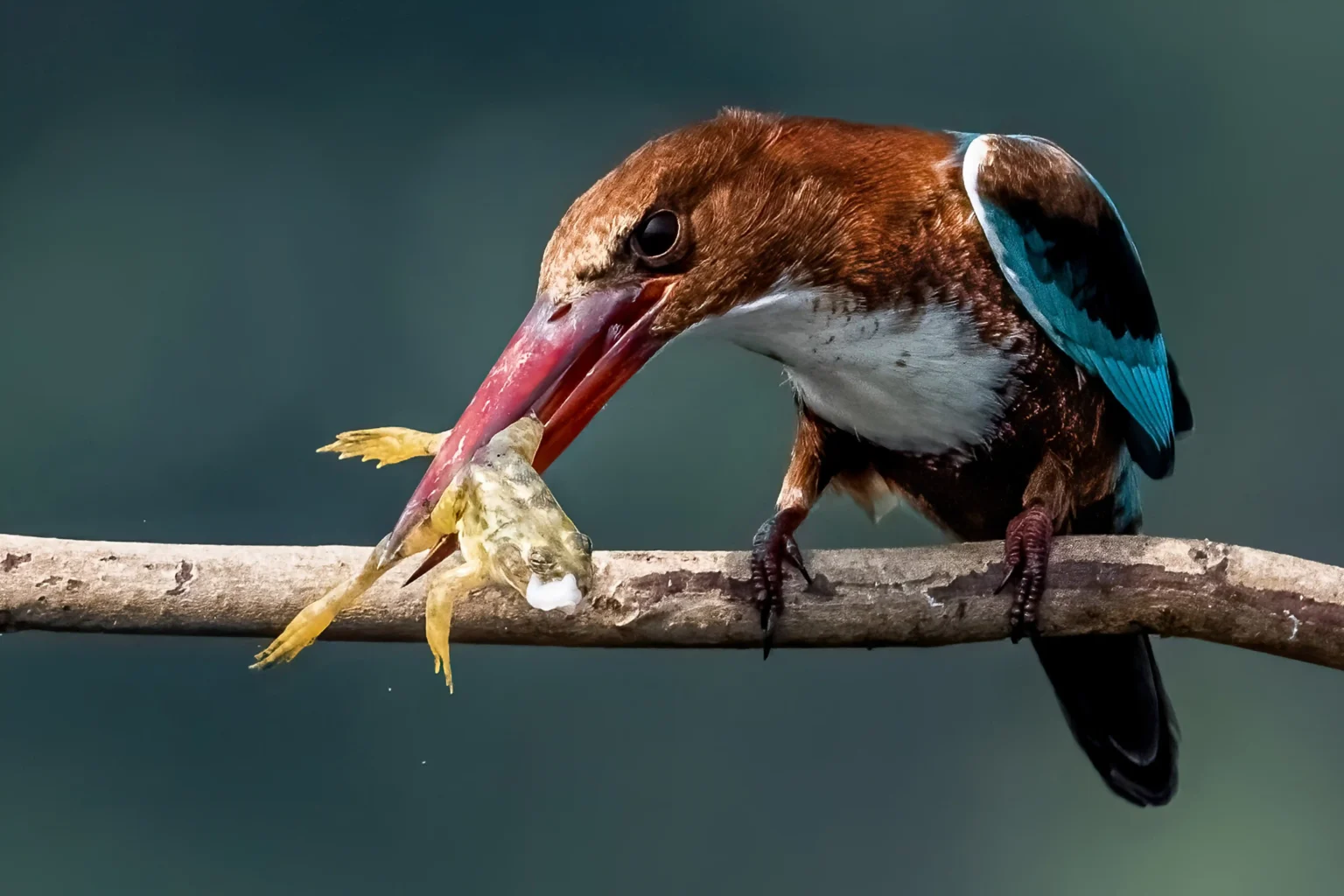 The speedy White-Throated Kingfisher devouring frog in West Bengal, India.