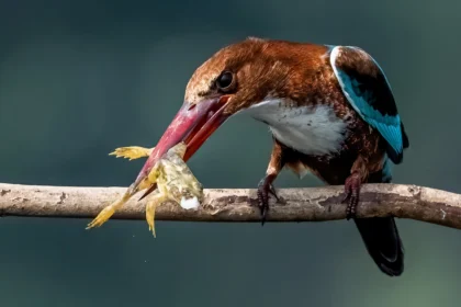 The speedy White-Throated Kingfisher devouring frog in West Bengal, India.