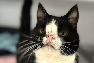 Hugo’s “perfectly imperfect” squashed face cute unwanted cat is desperate for a new home being held at RSPCA in Ipswich, Suffolk.