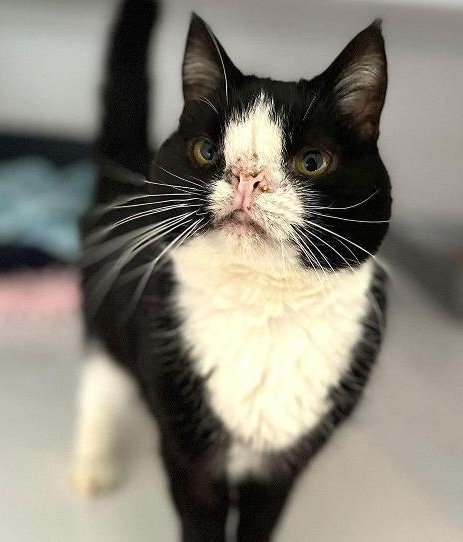 Hugo’s “perfectly imperfect” squashed face cute unwanted cat is desperate for a new home being held at RSPCA in Ipswich, Suffolk.
