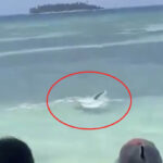 Video grab of the hammerhead shark and the manta ray fight recorded by people on the beach in Caribbean Sea.