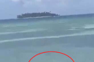 Video grab of the hammerhead shark and the manta ray fight recorded by people on the beach in Caribbean Sea.